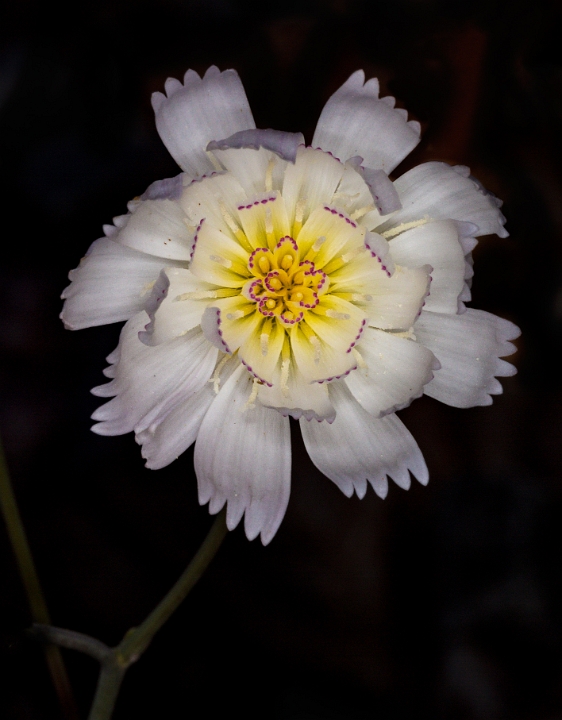 Atrichoseris platyphylla 16-6068.jpg